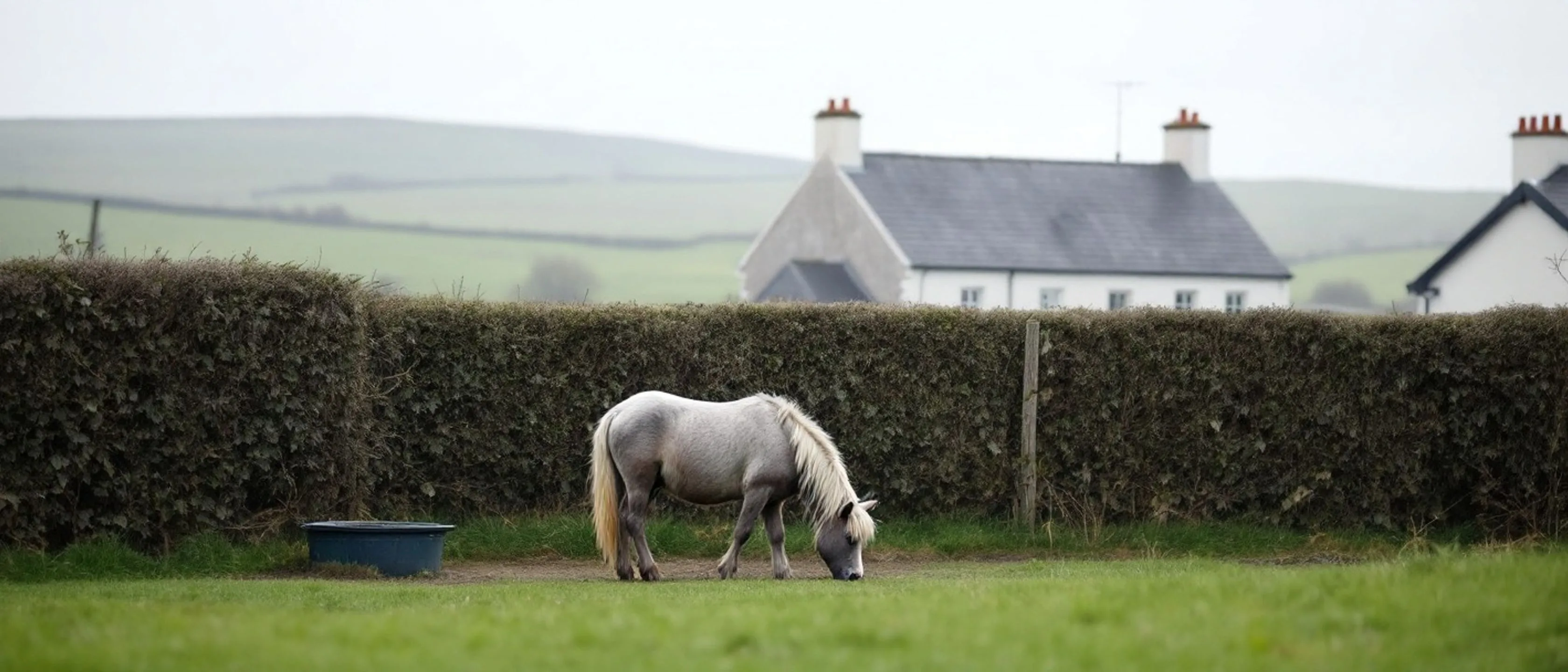 Ein graues Pony weidet in einer heckengesäumten Koppel, dahinter Obergeschoss und Dach eines Bauernhauses und grüne Hügel.