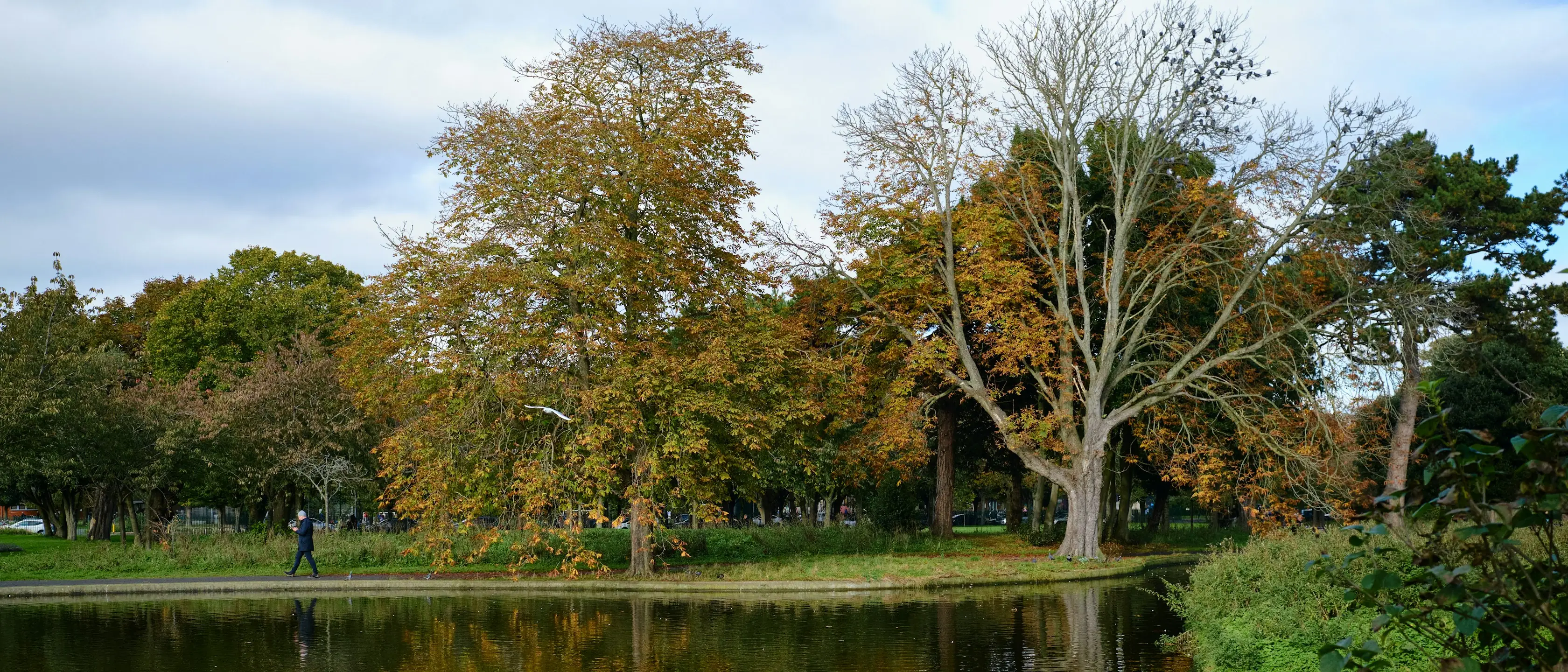 Ein Teich in einem Park, umstanden von hohen Bäumen im frühen Herbst.