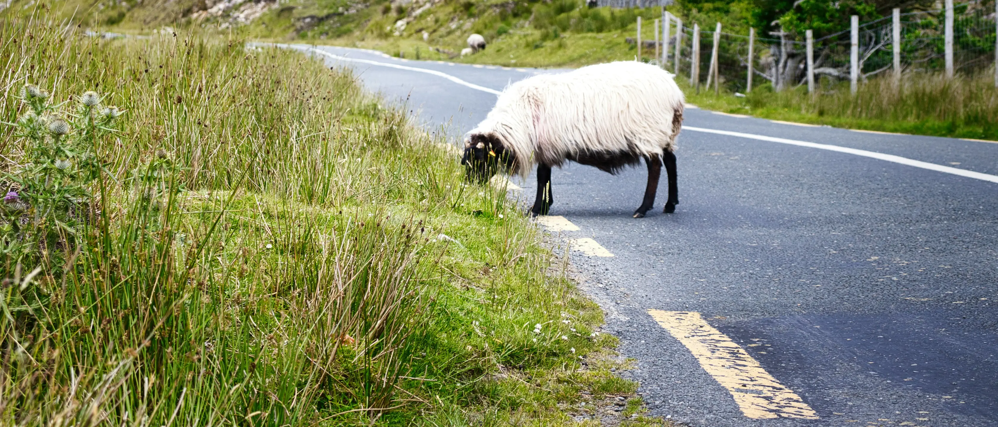 Ein Schaf steht am Rand einer Landstraße im hohen Gras.