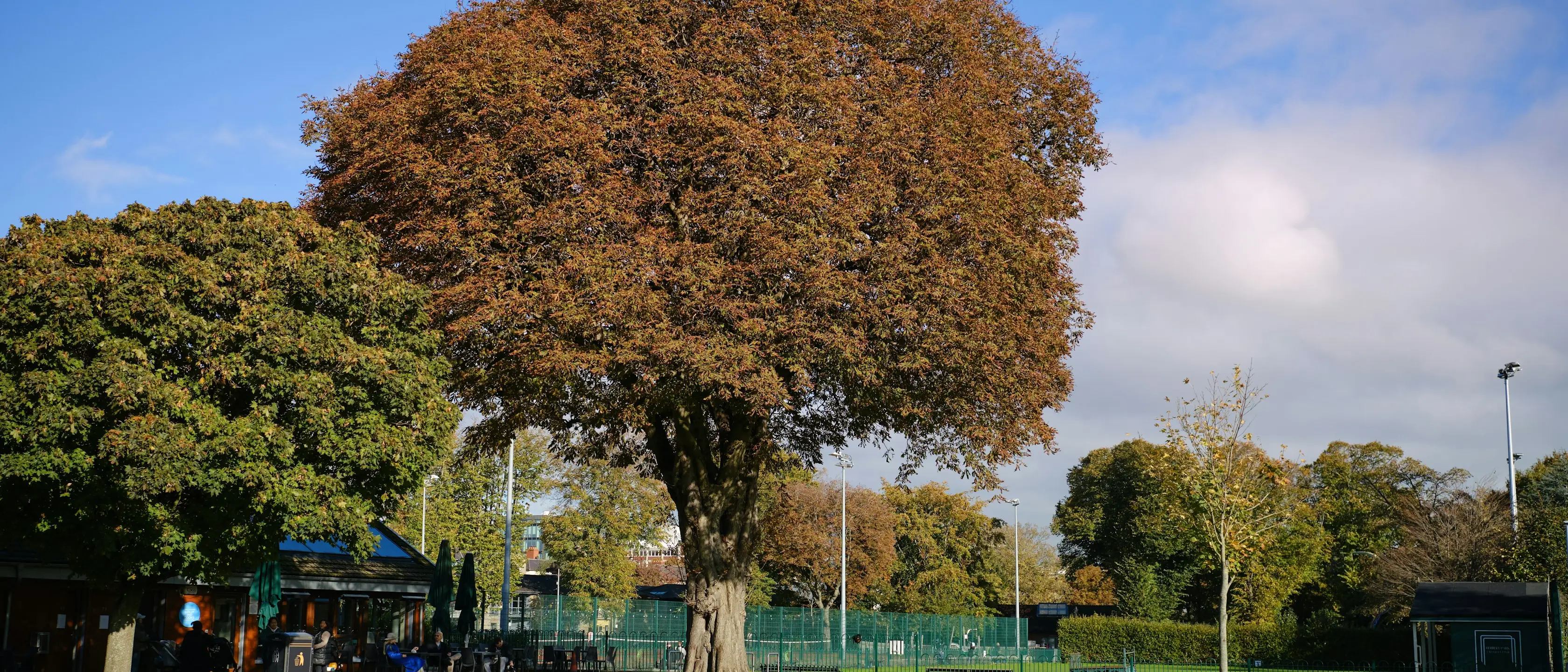 Ein großer alter Baum in einem Park, dahinter ein Spielplatz.