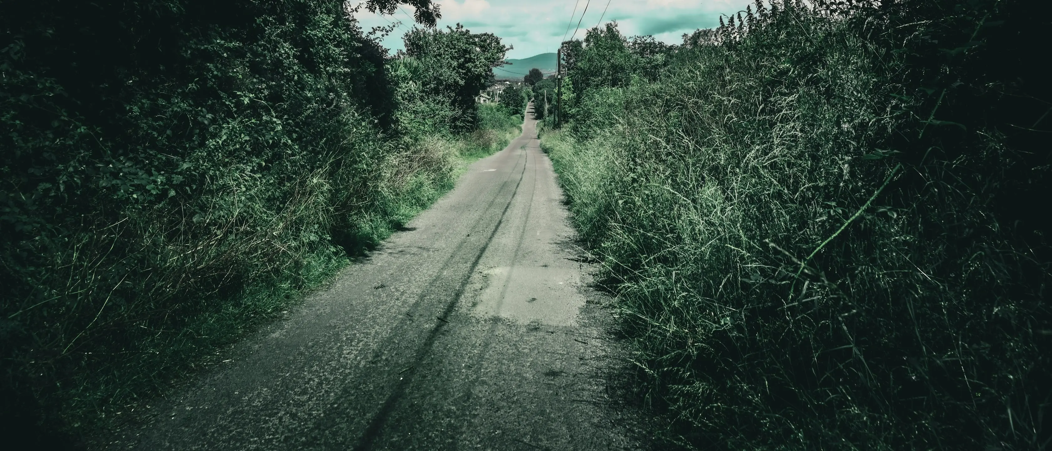 Ein Feldweg zwischen dichtem Grün und überhängenden Zweigen.