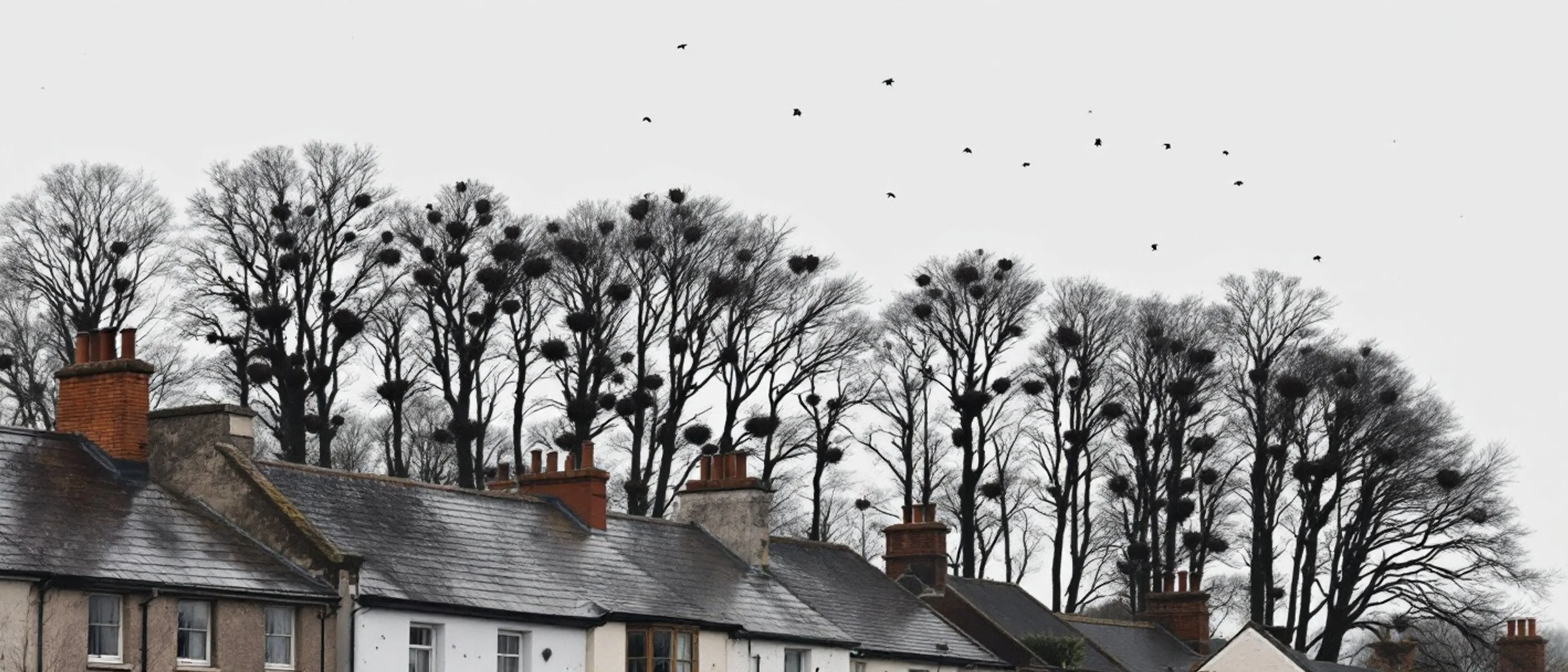 Kahle Winterbäume voller Krähennester über den Schieferdächern einer Kleinstadt, Vögel kreisen am blassen Himmel.