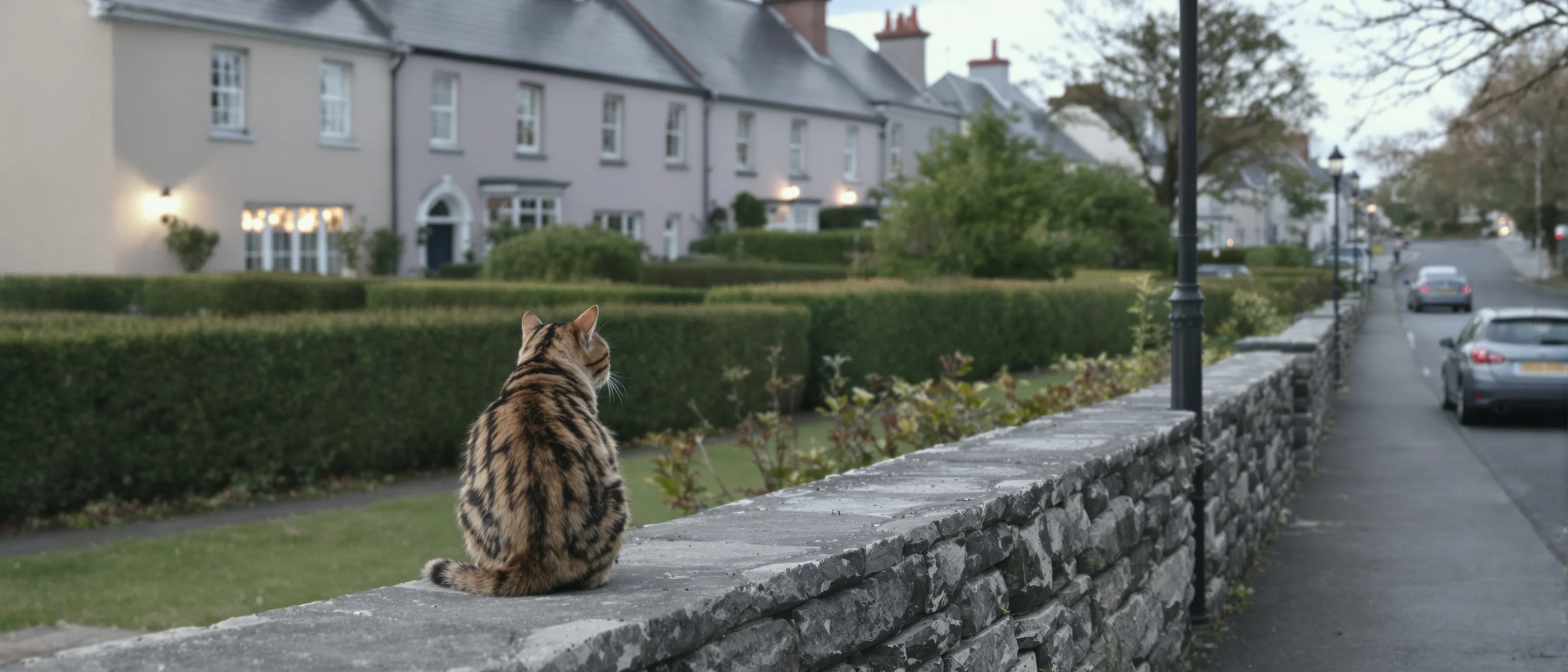 Eine getigerte Katze sitzt auf einer niedrigen Steinmauer und blickt eine ruhige Wohnstraße hinunter.