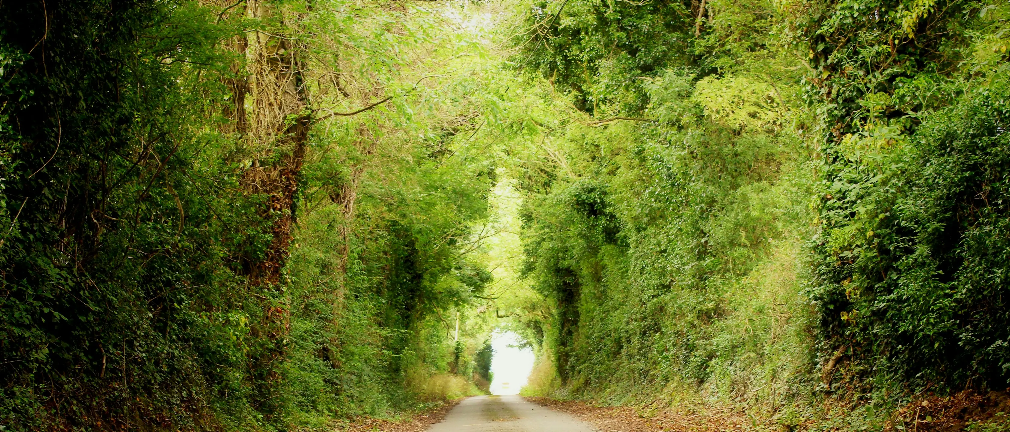 Ein Weg führt durch einen grünen Tunnel aus überwachsenen Bäumen.