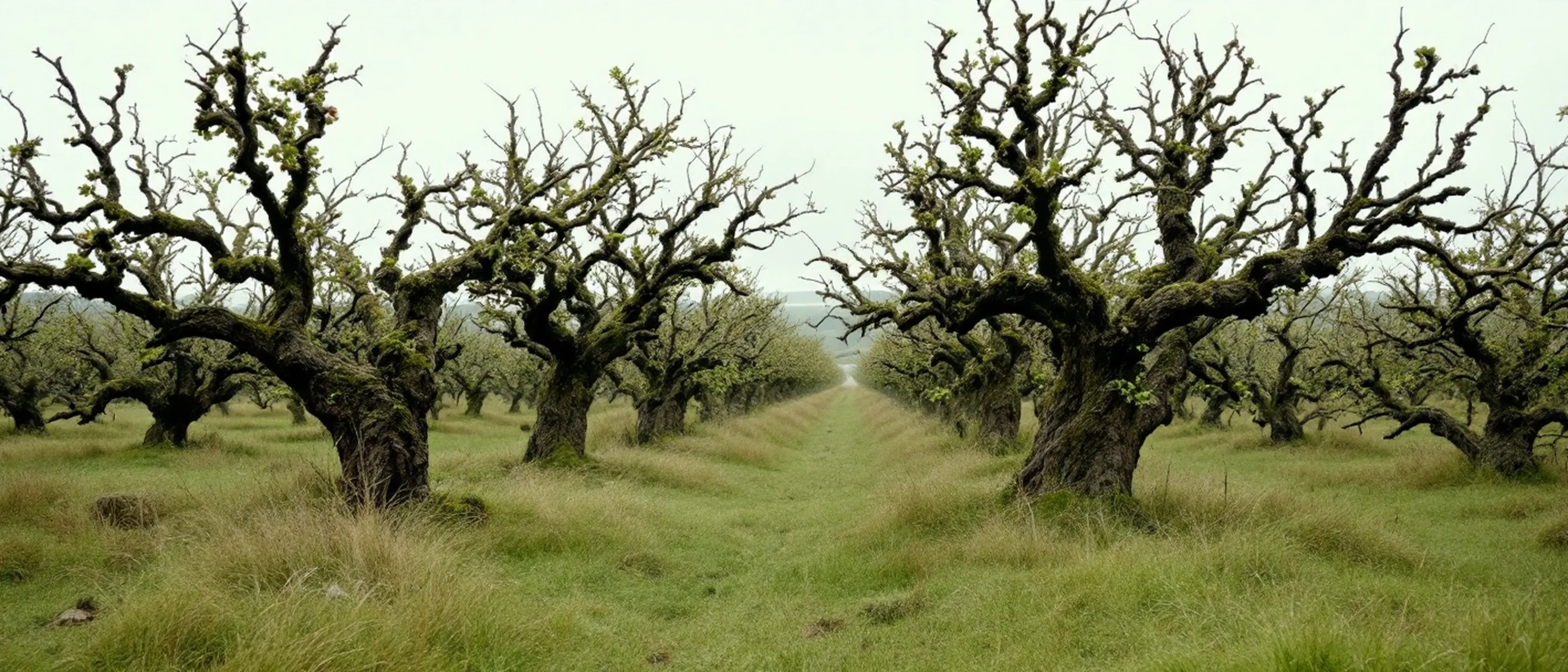 Eine alte Obstwiese mit knorrigen Apfelbäumen in hohem, ungemähtem Gras, Moos auf den Stämmen.