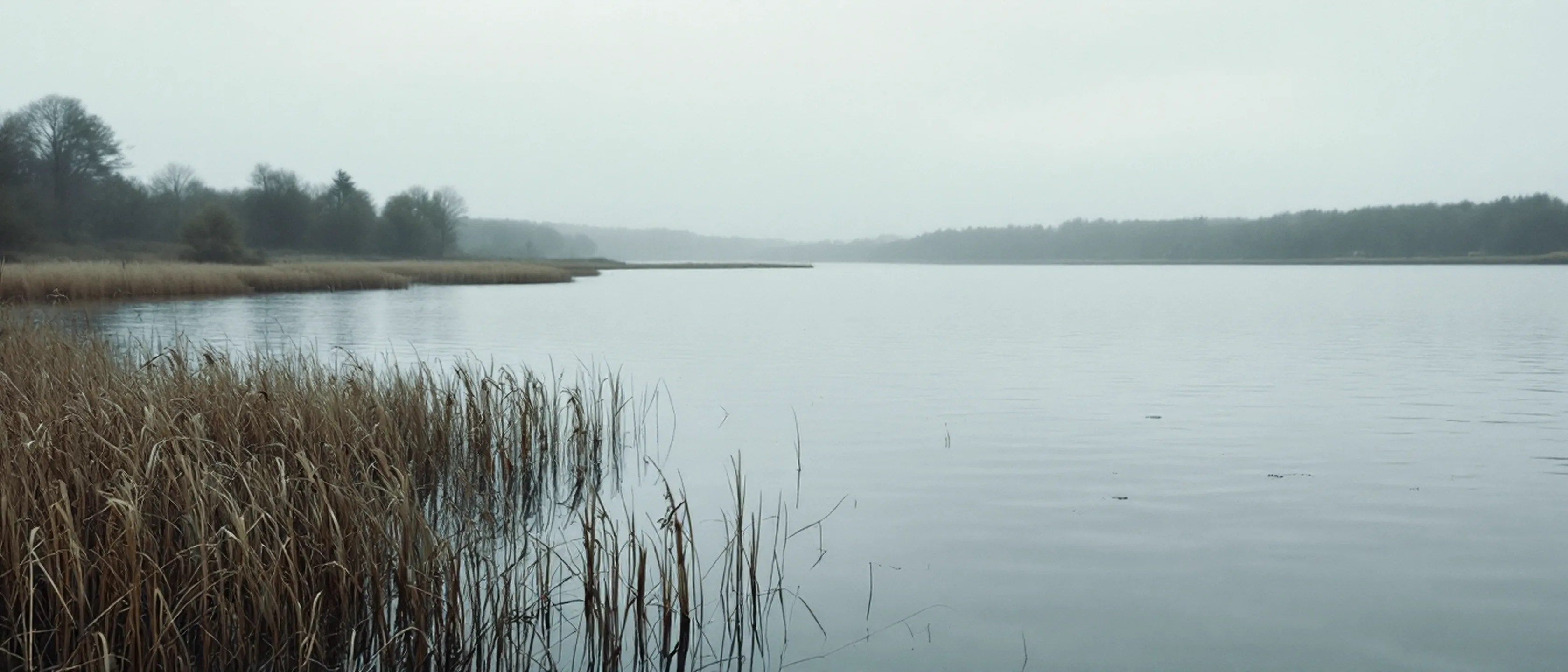 Ein weiter, spiegelglatter See an einem grauen Tag, bewaldetes Ufer gegenüber, Schilf am vorderen Rand.