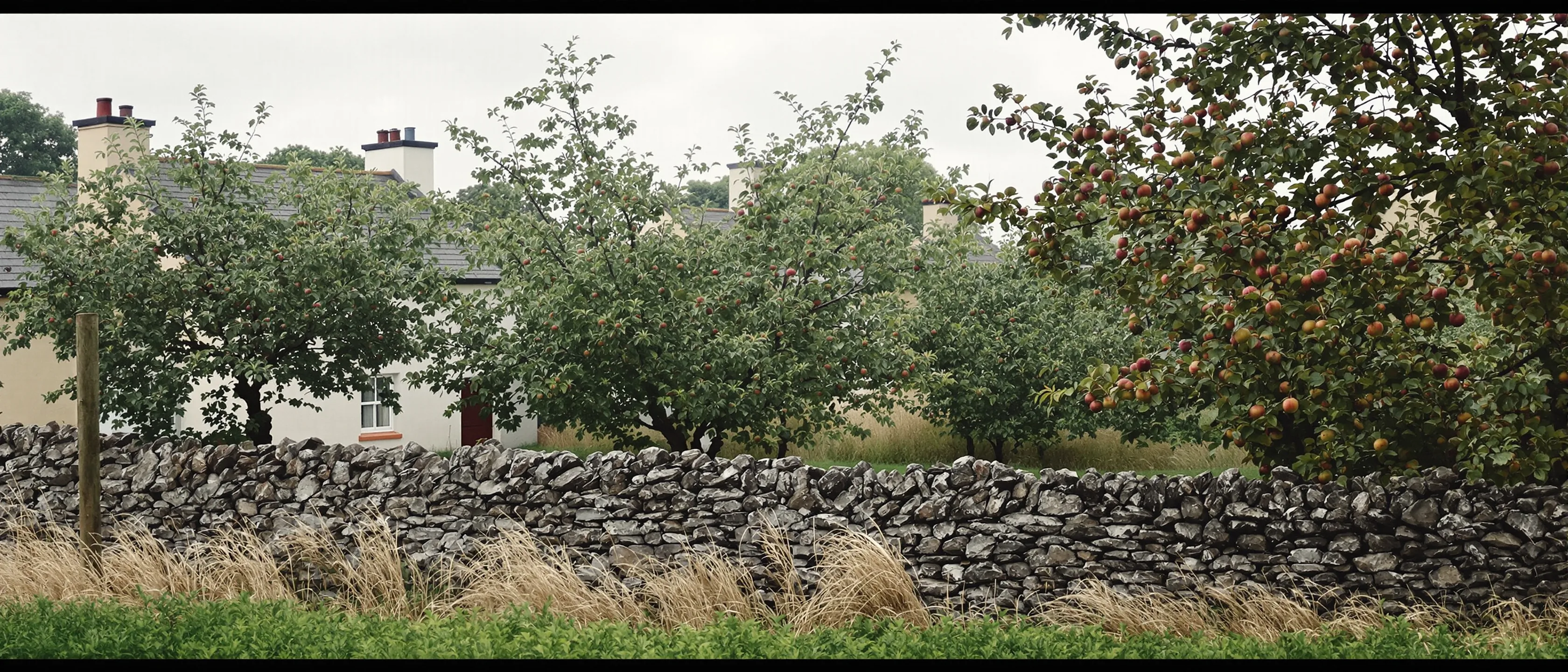 Ein alter Obstgarten hinter einer Bruchsteinmauer, Apfelbäume mit roten Früchten, dahinter Giebel und Schornsteine.