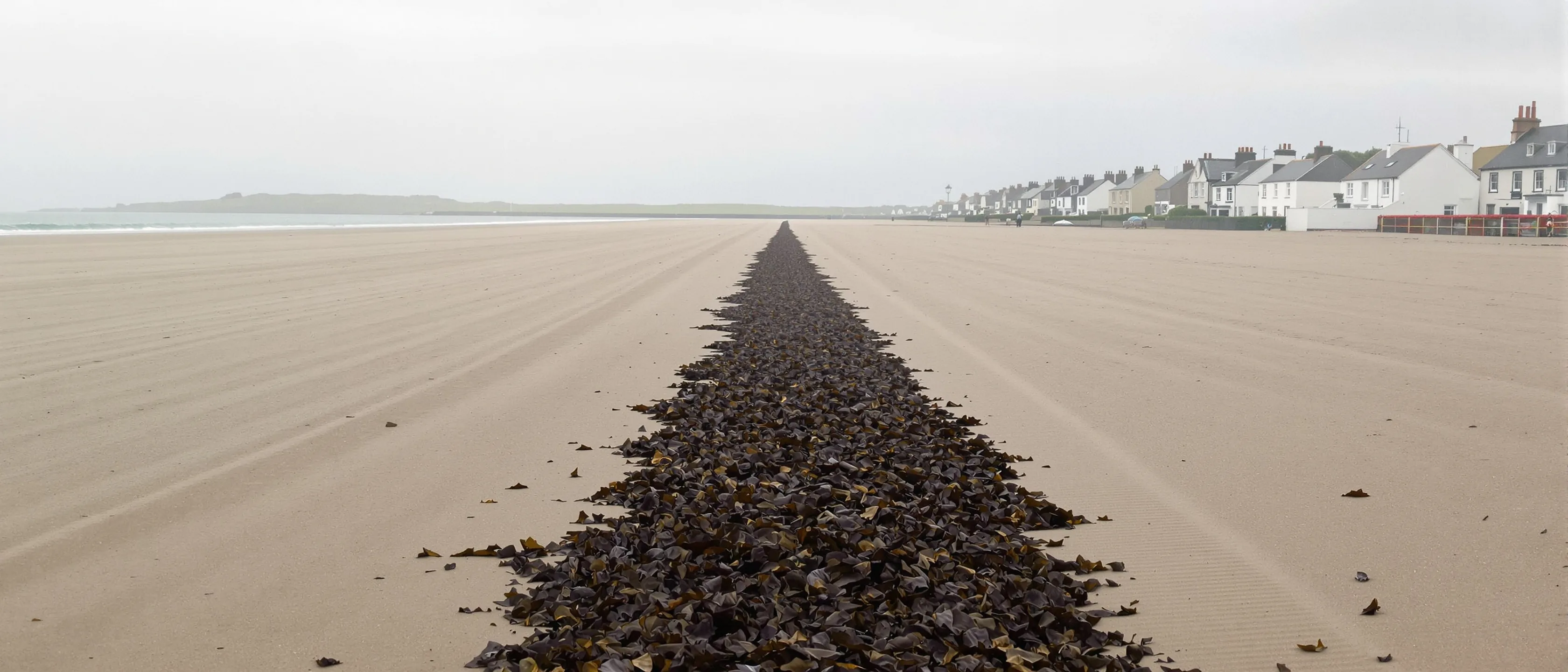 Eine dunkle Tanglinie zieht sich schnurgerade über einen riesigen flachen Sandstrand, am Rand eine helle Häuserzeile.